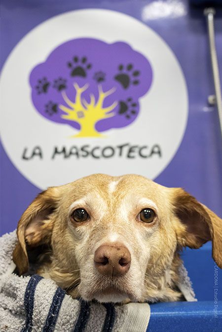 Peluqueria canina La Mascoteca en Aranda de Duero perro con toalla